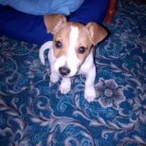Продам щенка Джек Рассел 2,5 месяца, в Кандалакше