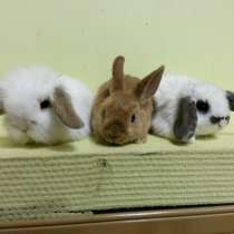 Крольчата-милашки, в Чебоксарах