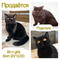 Британские чёрные котята, в Москве
