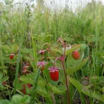 Участок 50 сот ИЖС, в Москве