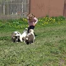 Сенбернар щенки, в Смоленске