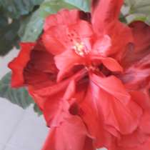 Комнатный цветок Гибискуса, в Твери