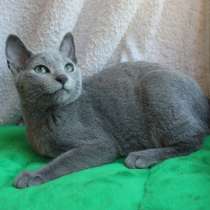 Котята русской голубой, в Санкт-Петербурге