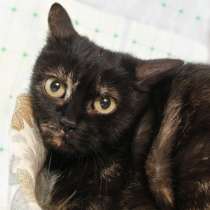 Трусиха Ксюша ищет дом, в Москве