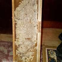 Мед в сотах полурамка, в Глазове