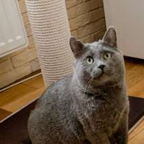 Кот русской голубой породы ласковый Серый ищет дом, в Москве