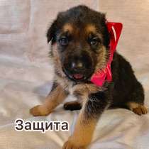 Продажа немочек щенят !, в Прокопьевске