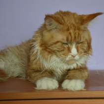 Крупный котик мейн кун, в Красноярске