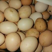 Домашние яйца, в г.Минск