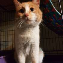 Кот Рыжий Шерлок в добрые руки, в Москве