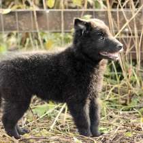Щенки Грюнендаль и Тервюрен, в Москве