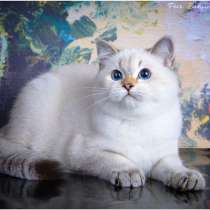 Британский котенок, в Москве