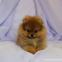 Померанский шпиц девочка, в Санкт-Петербурге