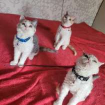 4 Селкирк Рекс котята ищут новый дом, в г.Висагинас