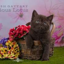 Шоколадная британская девочка, в Санкт-Петербурге