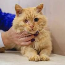 Рыжее солнышко Лева, молодой особенный котик ищет дом, в Москве
