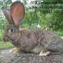 Кролики Бельгийский обр (Фландр) Ризен, в Красноярске