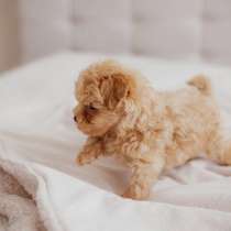 Мальтипу, в Краснодаре