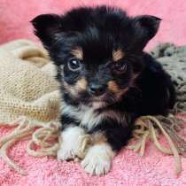 Йоркширский терьер, в Уссурийске