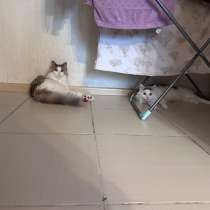 Отдам бесплатно в хорошие руки, в Чите