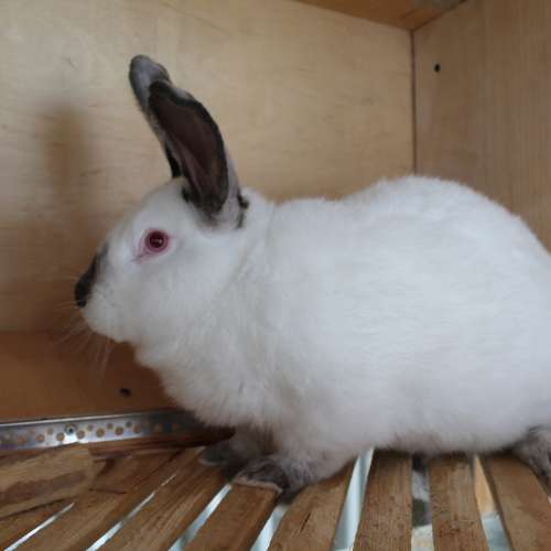 Калифорнийские Кролики Купить В Нижегородской Области Починки