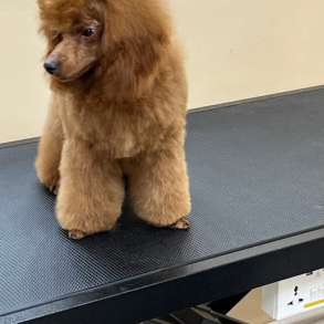 Той пудель, в Москве