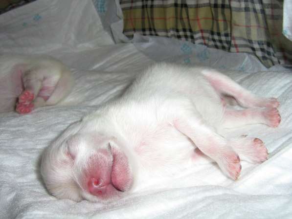 Лисята в Ростове-на-Дону фото 45