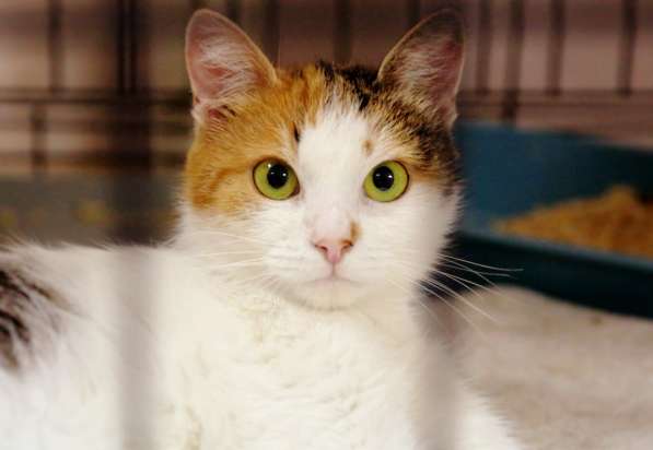 Нежная Джинни ищет дом