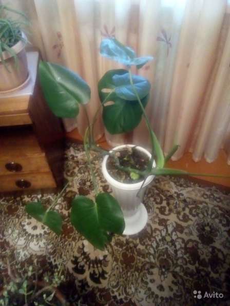 Растение монстера в Комсомольске-на-Амуре фото 4