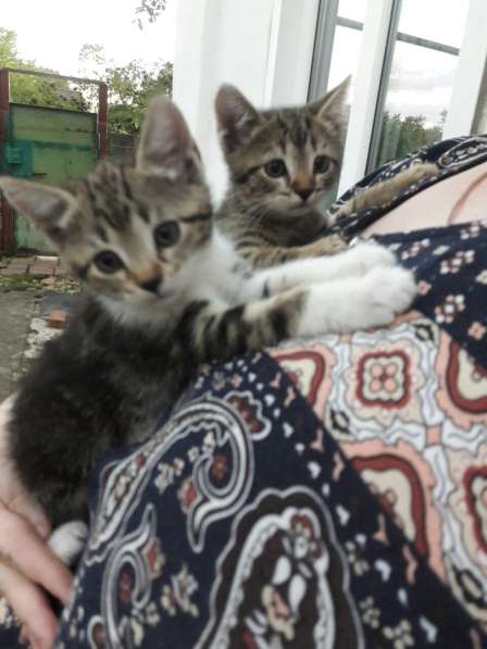 Котенок - девочка в белых носочках в добрые руки в Армавире фото 8