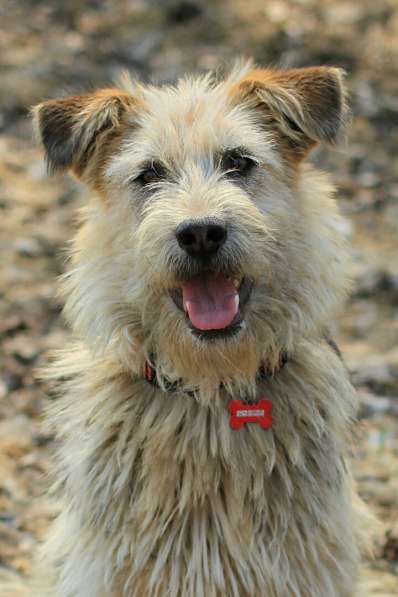 Хитроумный терьер и просто большой пушистый друг в Санкт-Петербурге фото 15