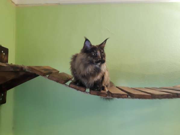 Девочка Мейн кун в Челябинске фото 10