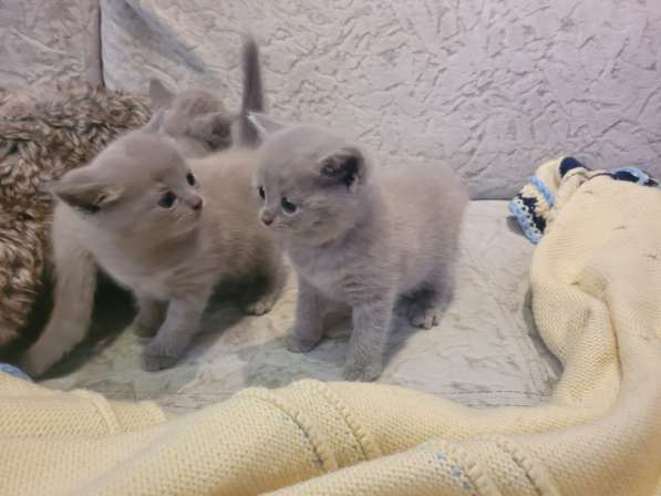 Британские короткошерстные котята(резервация) в фото 6