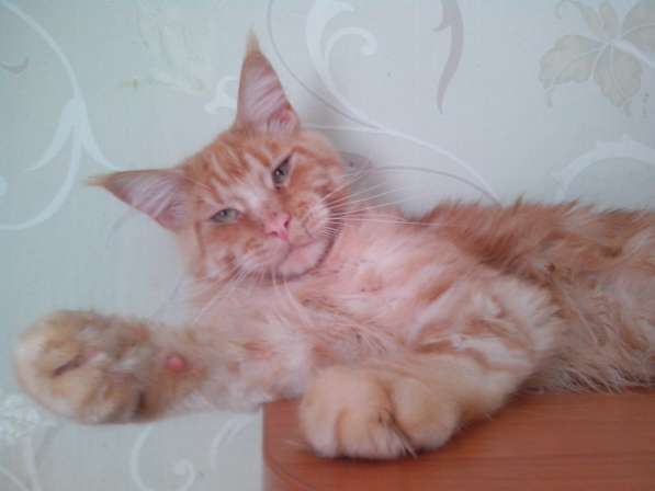 Продаются котята мейн кун в Тюмени фото 3
