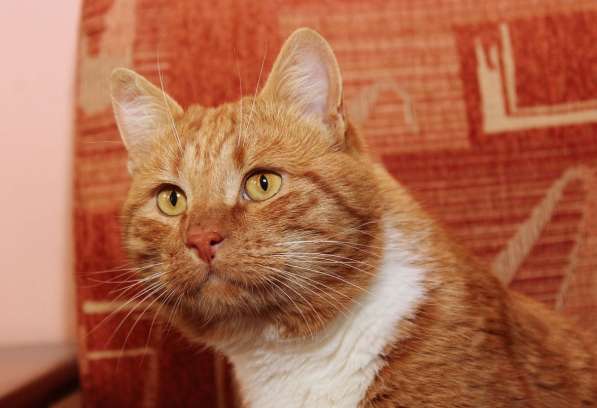 Рыжий богатырь Добрыня - добрый кот в добрые руки в Калуге
