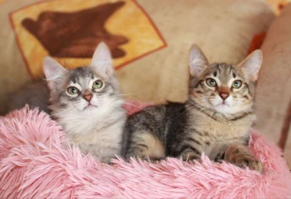 Серые мурлыки, котята в добрые руки в Калуге фото 14
