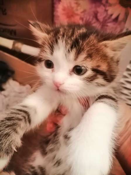 Котята в Новосибирске фото 15