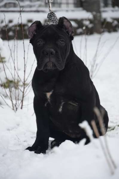 Cane Corso puppy в фото 8