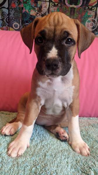 Стаффордширский терьер ДЕВОЧКА в Москве фото 10