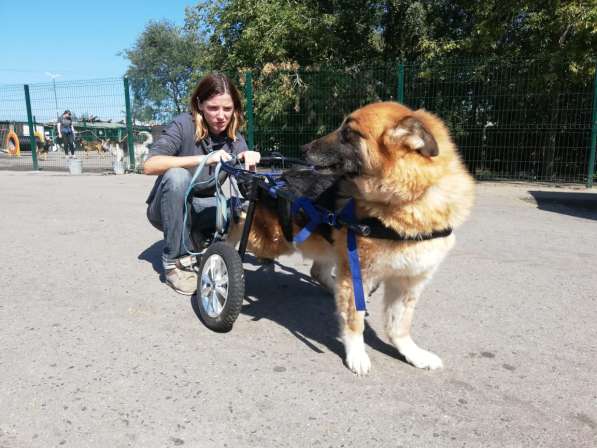 Особенный добряк Мухтар ищет дом в Москве фото 11