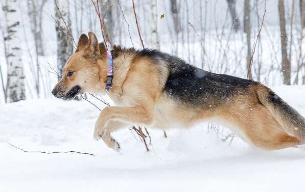 Надёжный, ласковый, весёлый друг - собака Лиса! Ищет дом в Москве фото 3