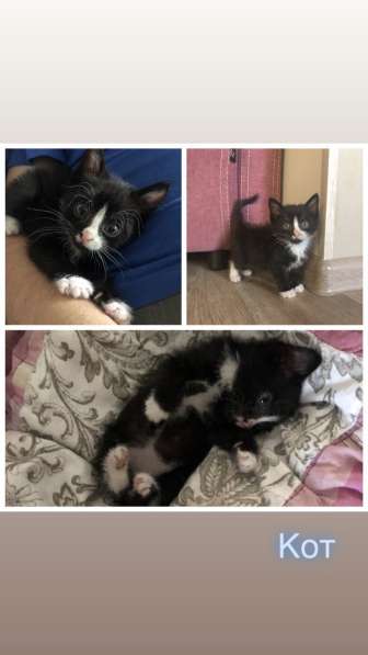 Котята ищут хозяев! в Иркутске фото 8
