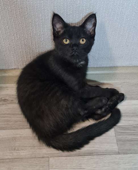 Очень красивый чёрный котёнок Уголёк в добрые руки в Москве фото 9