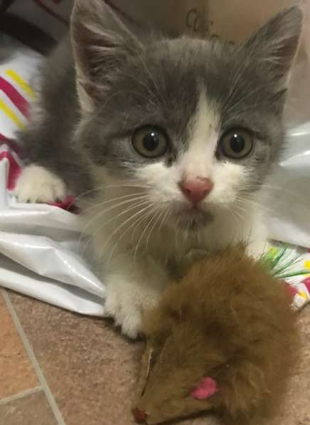 Эльза ждет хозяина в Ульяновске