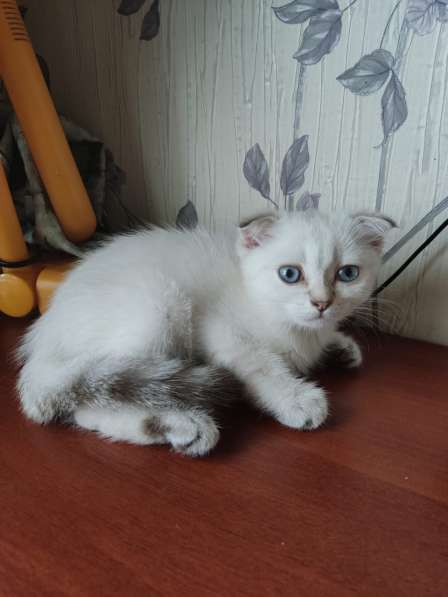 Шотландские котята в Краснодаре фото 7
