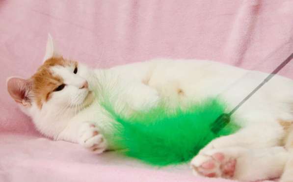 Кошечка Янина - два цвета счастья в добрые руки в Москве фото 14