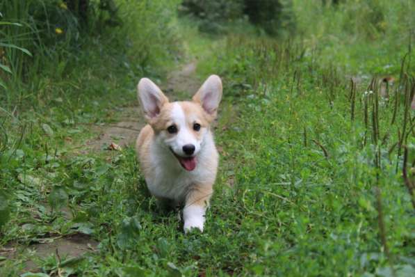 Щеночки Вельш корги пемброк в Москве фото 6