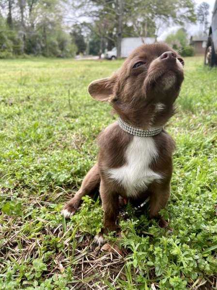 Chihuahua puppy в 