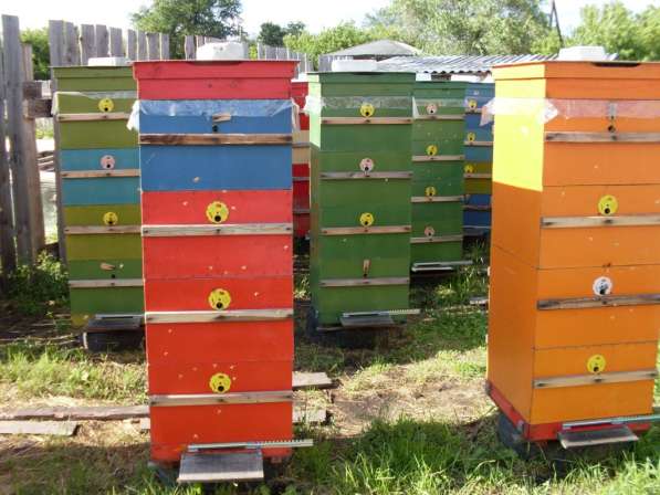 Мёд пчелиный Местный для жителей Кургана и пригорода 1,3кг в Кургане фото 12