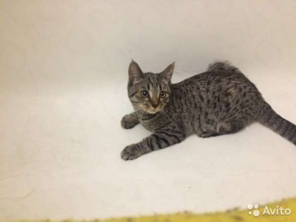 Кот Маркиз в Москве фото 3